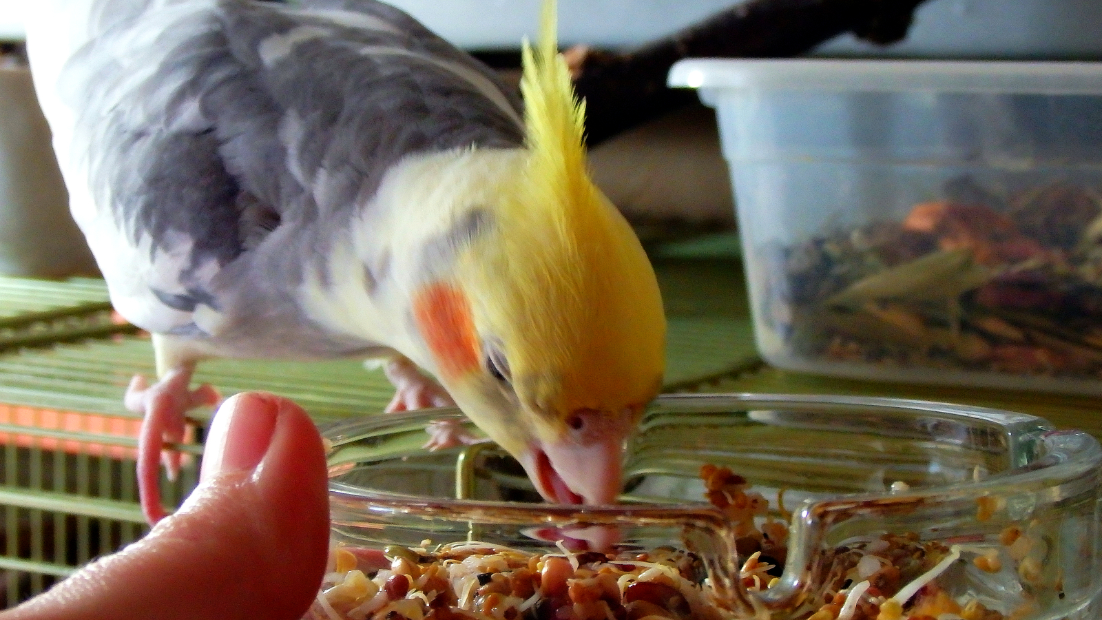 How to trick a parrot a little. - My, Birds, A parrot, Corella, , Nutrition