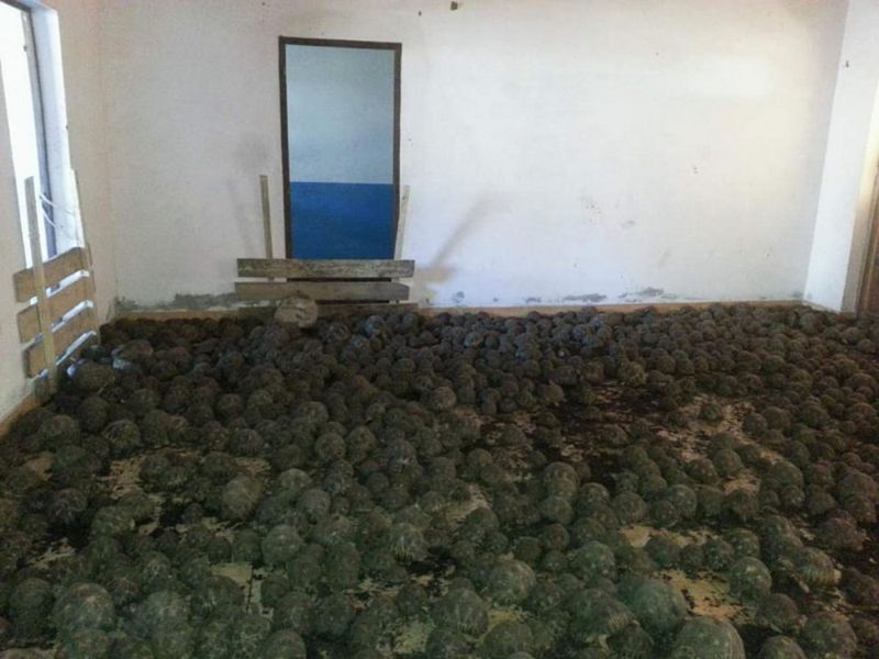 A two-story house with a strange smell was crammed full of 10,000 rare turtles - Turtle, The photo, Breeding, Longpost