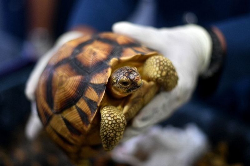 A two-story house with a strange smell was crammed full of 10,000 rare turtles - Turtle, The photo, Breeding, Longpost