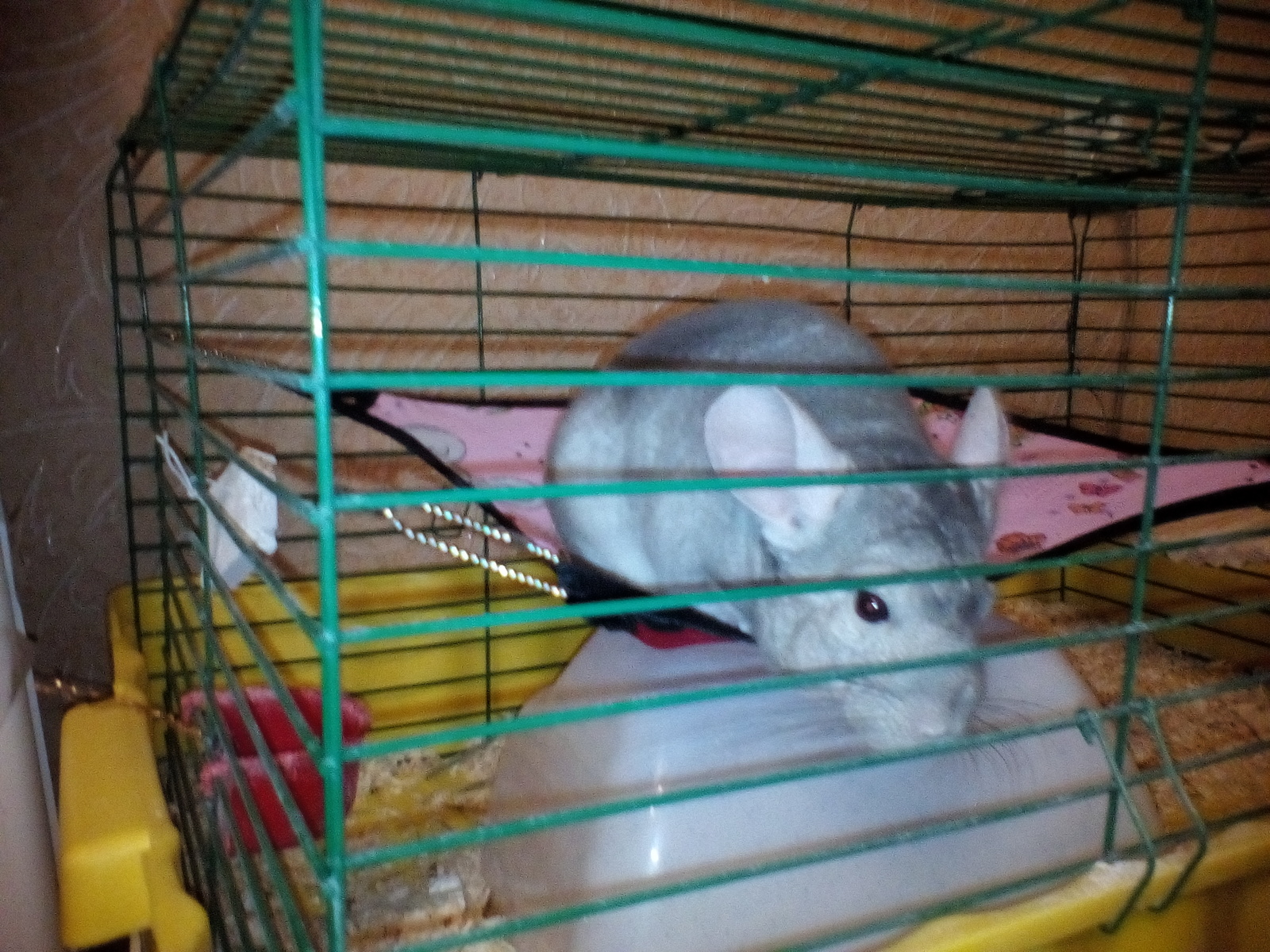 chinchilla cuteness post - My, Chinchilla, Pet, Milota, Longpost, Pets