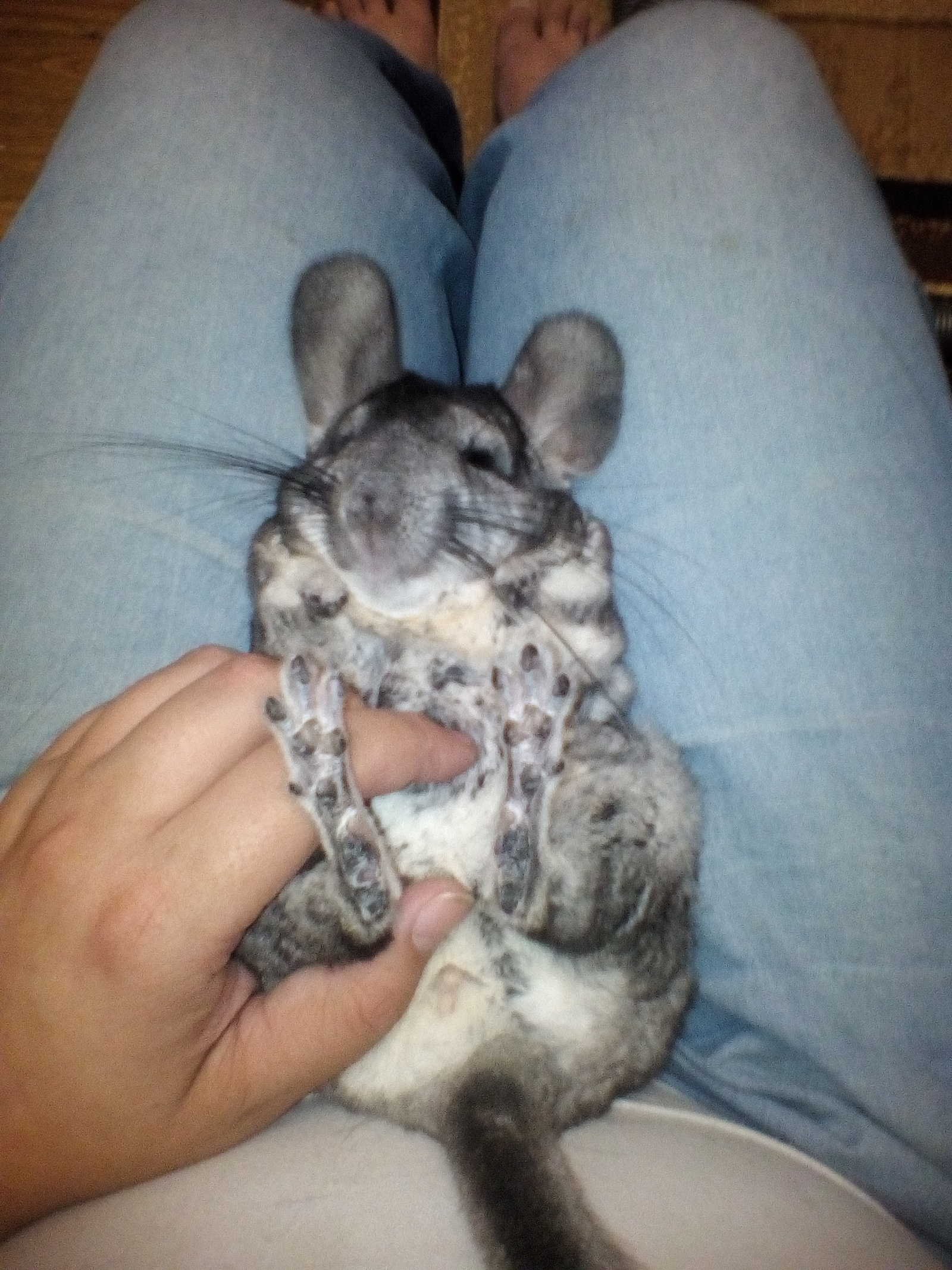 chinchilla cuteness post - My, Chinchilla, Pet, Milota, Longpost, Pets