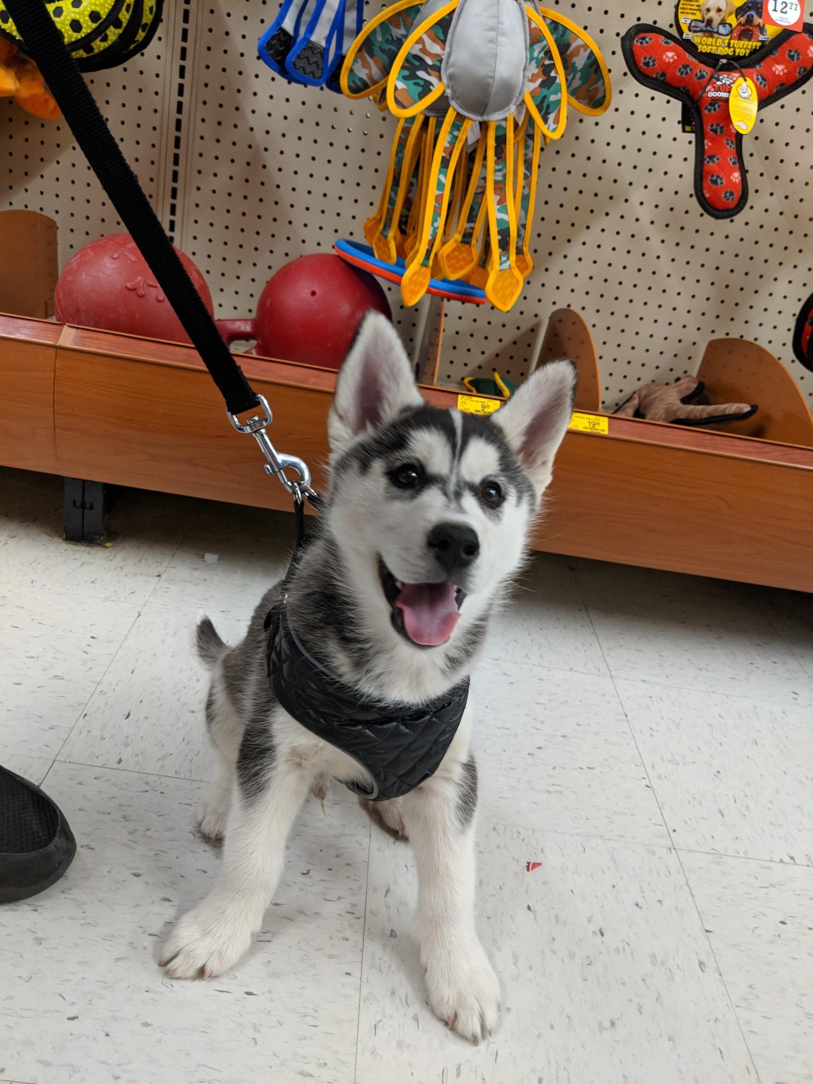 When they brought you to the pet store - Dog, Milota, Joy, Happiness, Pet Shop