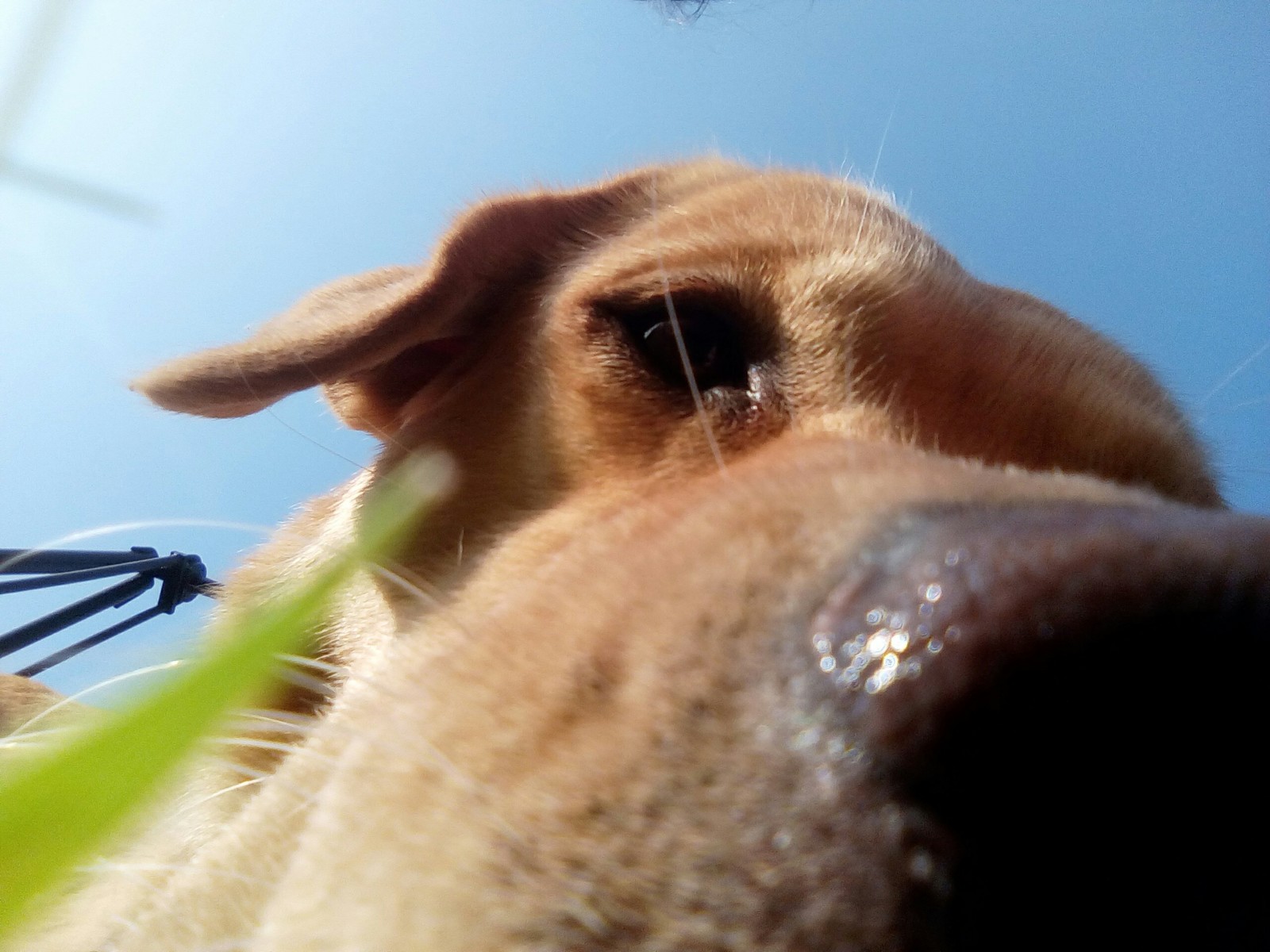 Labrador - My, Labrador, Dog, Longpost, The photo