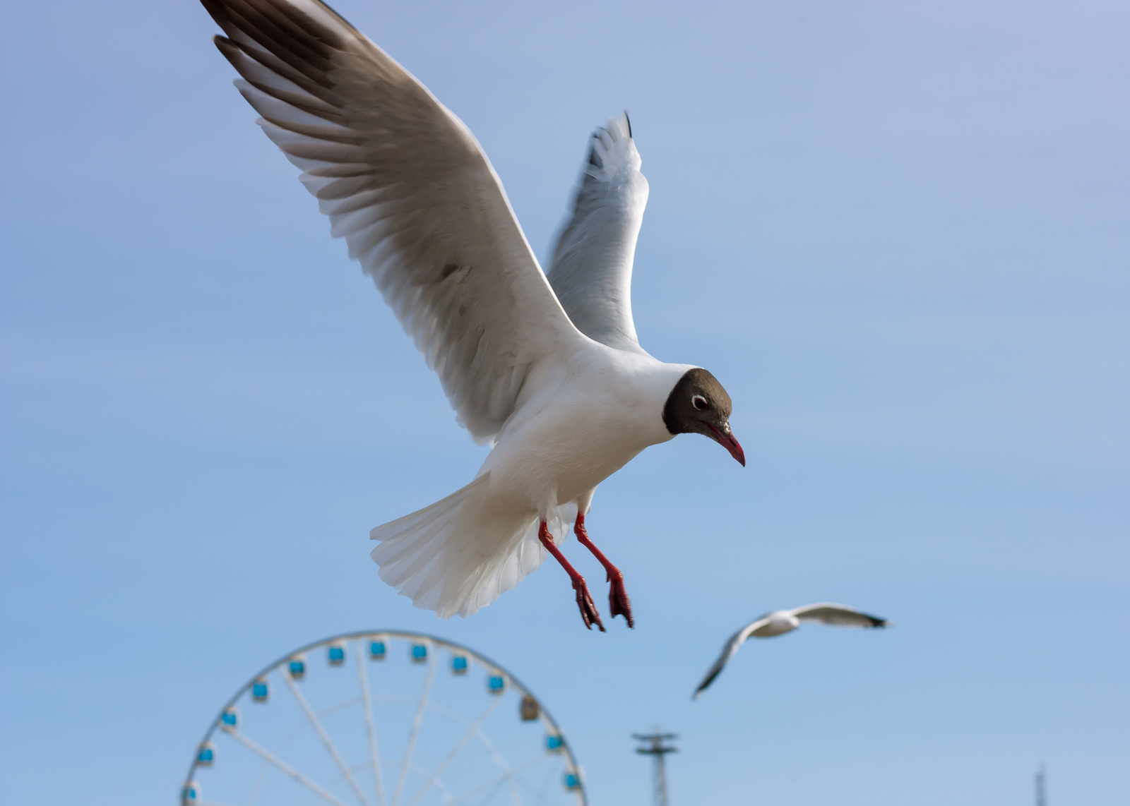 Seagulls of Helsinki - My, Beginning photographer, Seagulls, Birds, Longpost