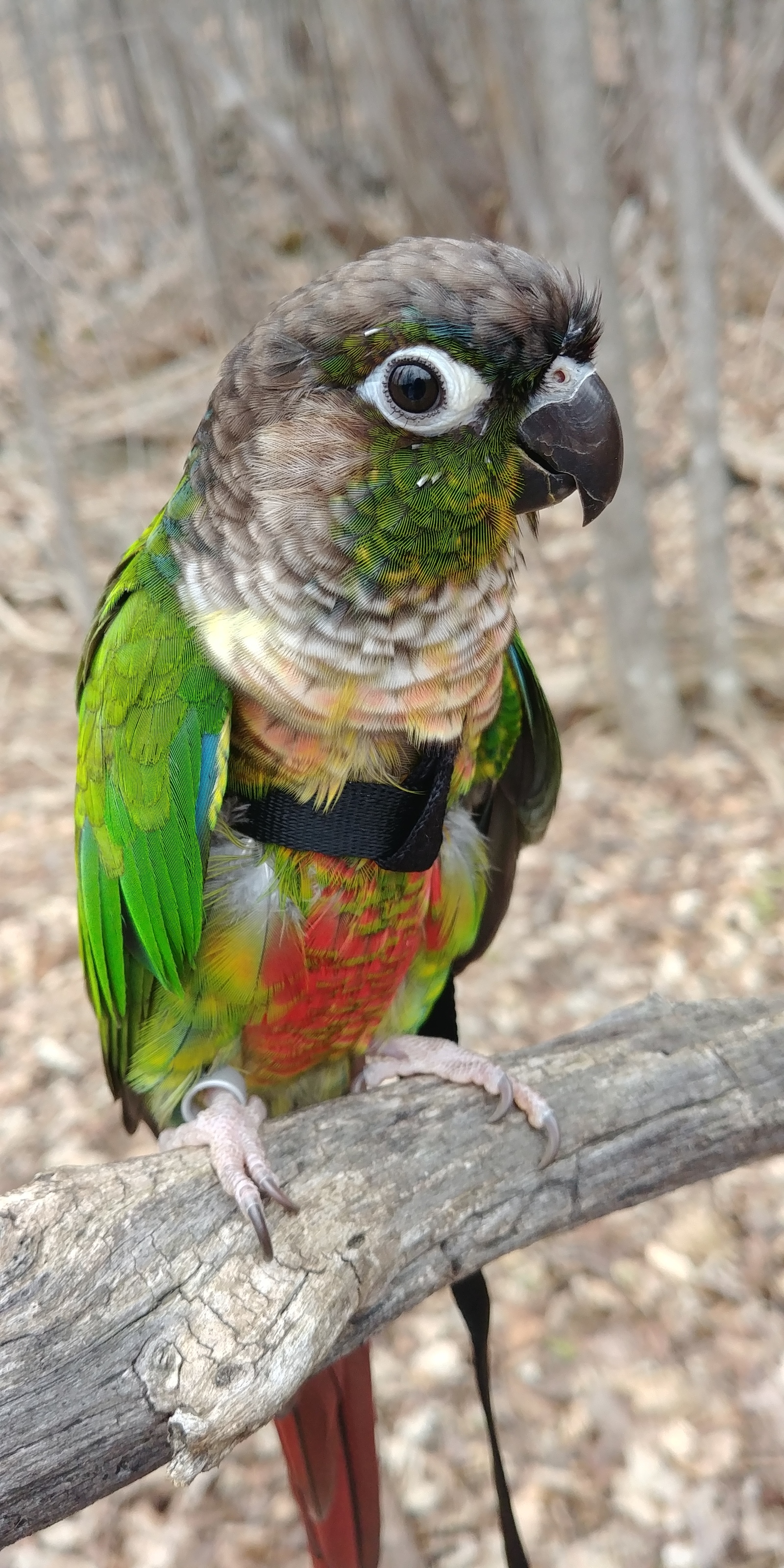 The first spring walk of the parrot! - My, A parrot, Leash, Forest, Pyrrura, Longpost