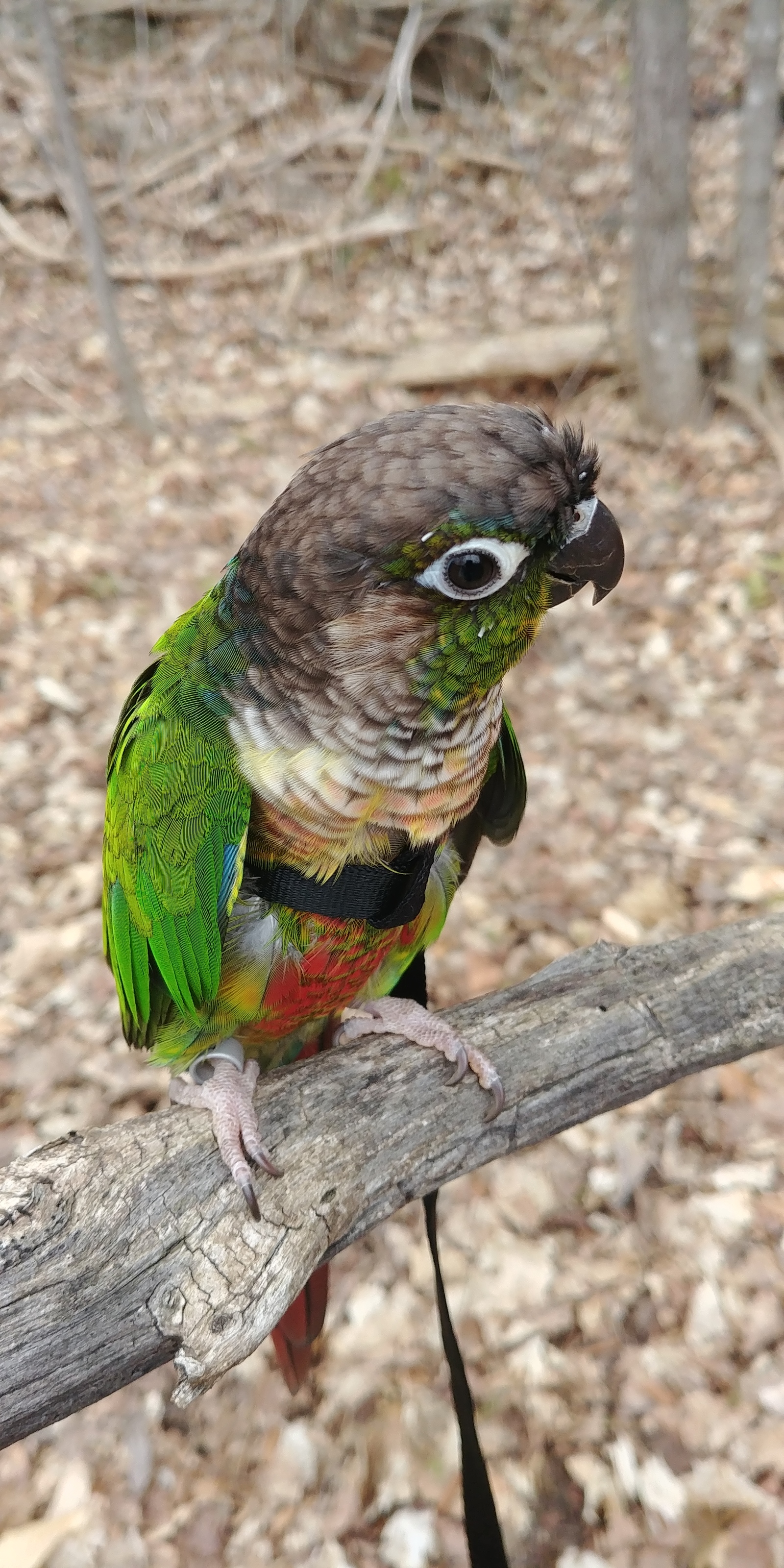 The first spring walk of the parrot! - My, A parrot, Leash, Forest, Pyrrura, Longpost