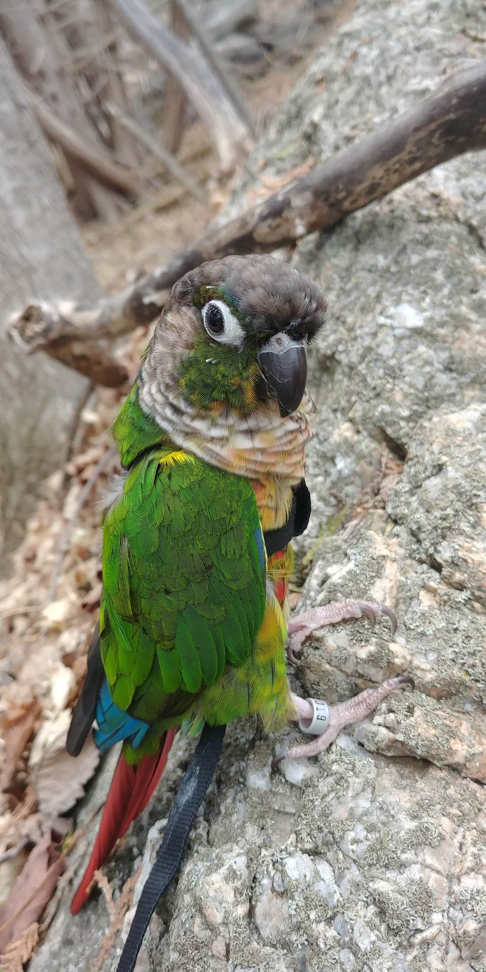 The first spring walk of the parrot! - My, A parrot, Leash, Forest, Pyrrura, Longpost