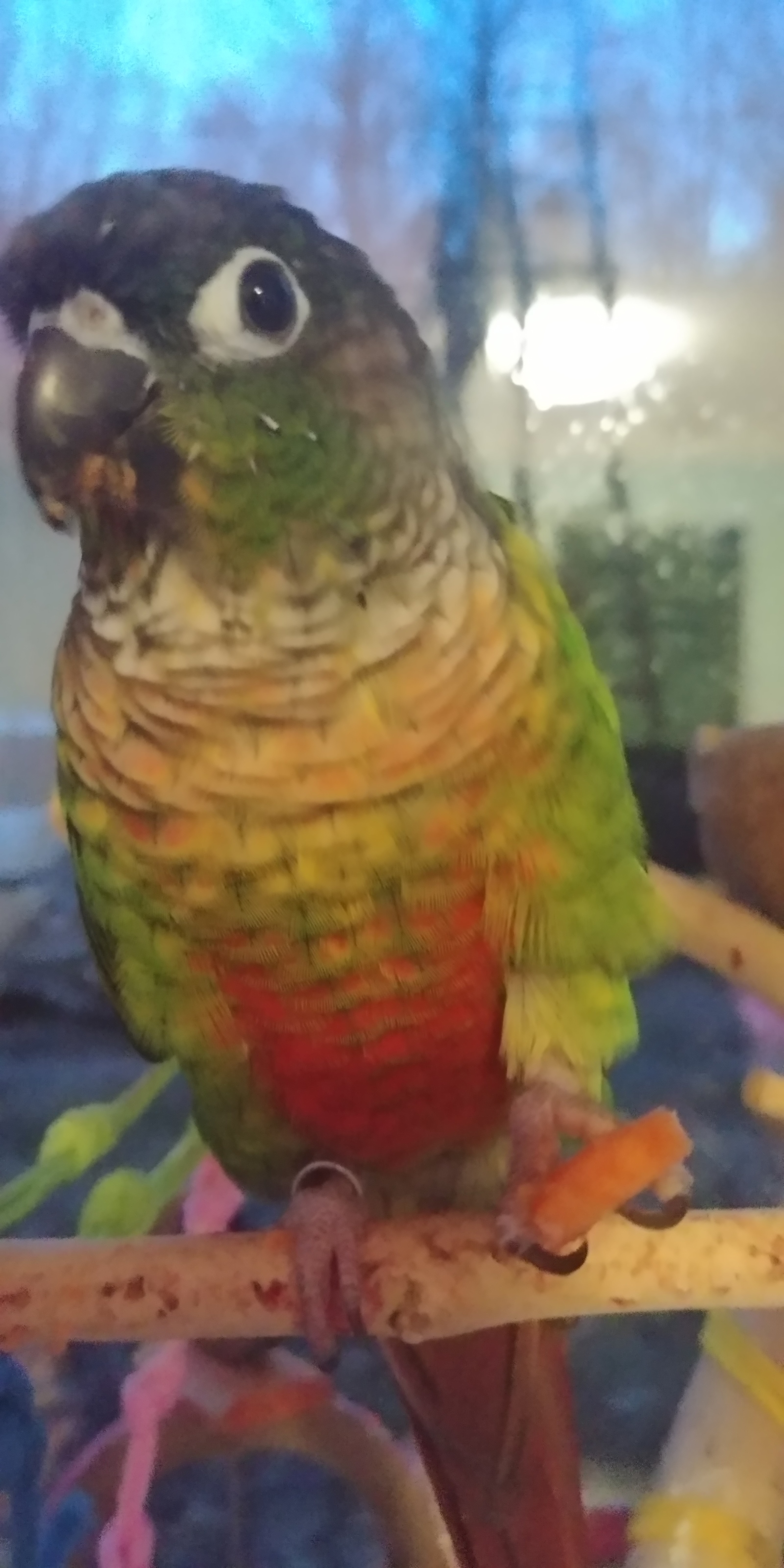 The parrot is eating carrots! - My, A parrot, Pyrrura, Carrot, Longpost