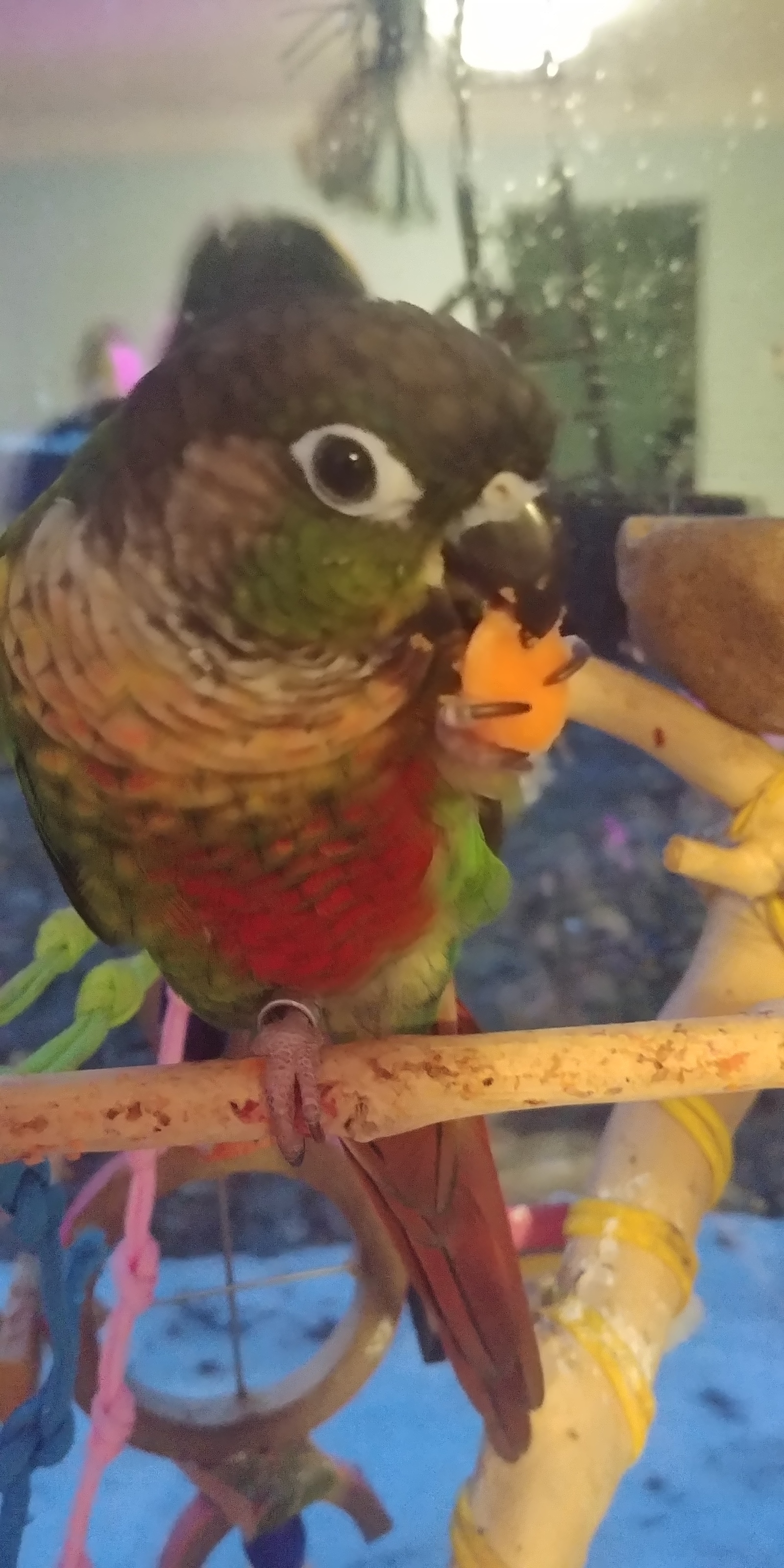 The parrot is eating carrots! - My, A parrot, Pyrrura, Carrot, Longpost