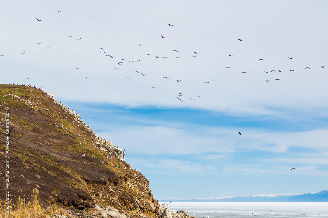 cormorant share - My, Birds, Cormorants, Buryatia, Longpost