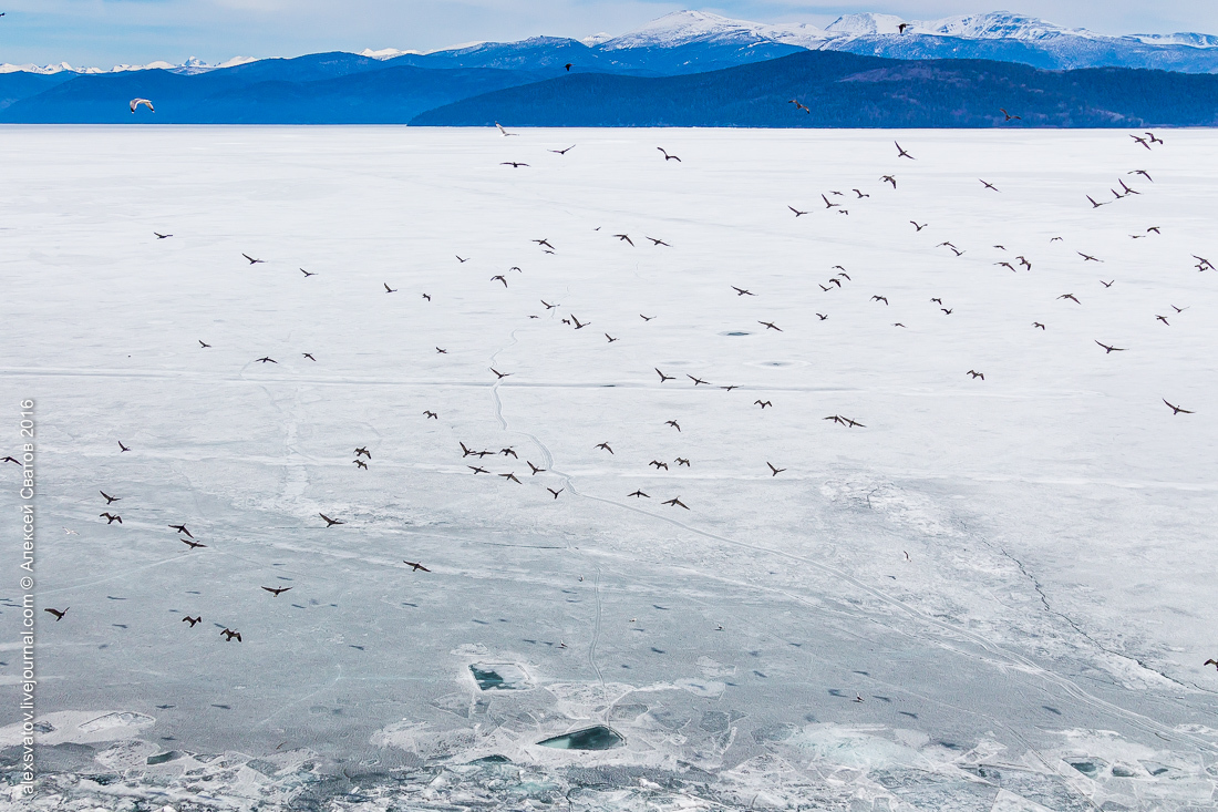 cormorant share - My, Birds, Cormorants, Buryatia, Longpost