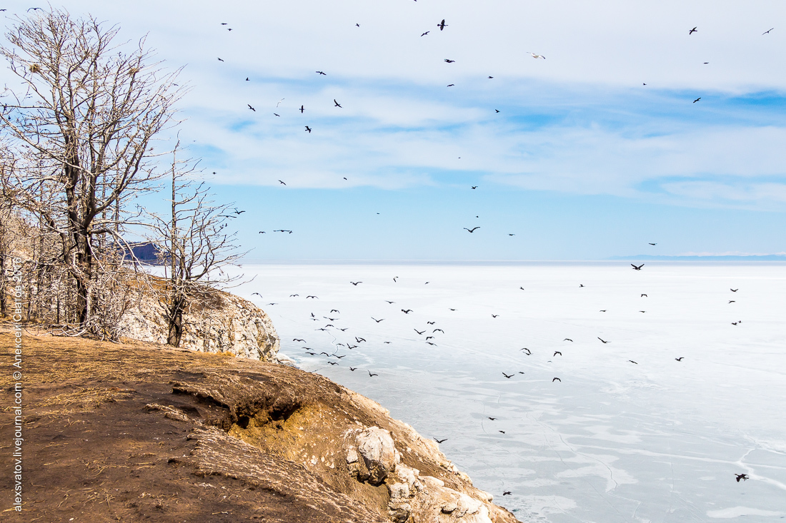 cormorant share - My, Birds, Cormorants, Buryatia, Longpost