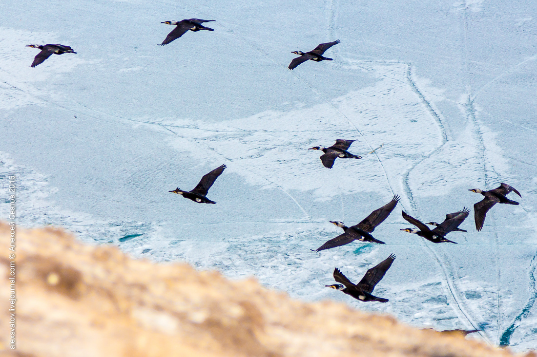 cormorant share - My, Birds, Cormorants, Buryatia, Longpost