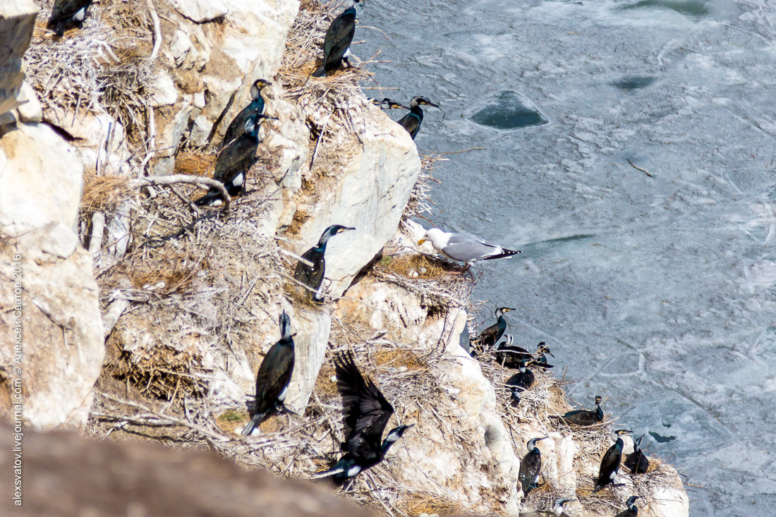 cormorant share - My, Birds, Cormorants, Buryatia, Longpost