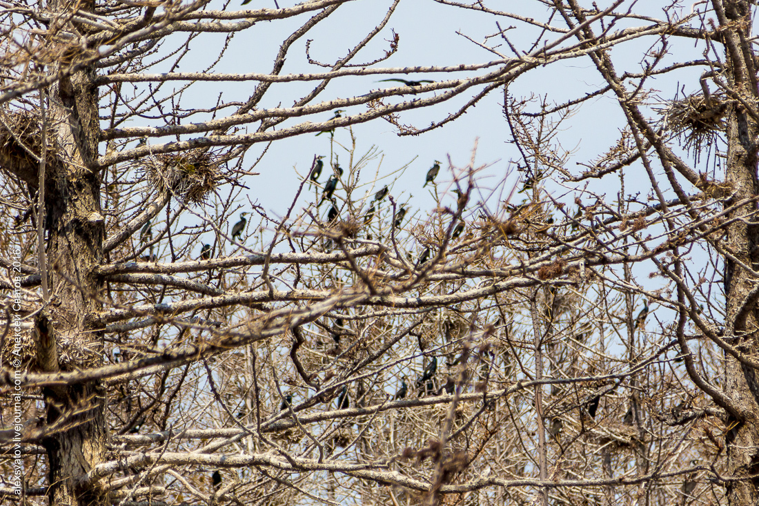 cormorant share - My, Birds, Cormorants, Buryatia, Longpost