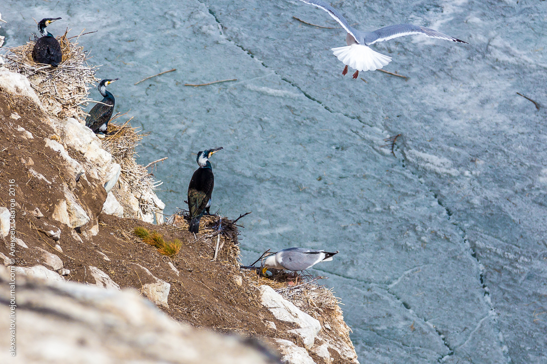 cormorant share - My, Birds, Cormorants, Buryatia, Longpost