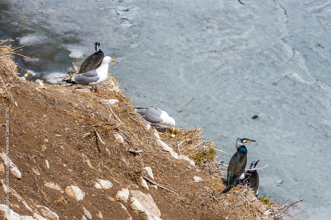 cormorant share - My, Birds, Cormorants, Buryatia, Longpost