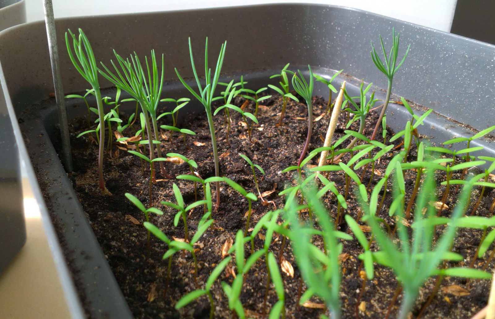 Green babies. - My, Seedling, Conifers, Thuja, Larch, Barberry, Pine, Description, Longpost