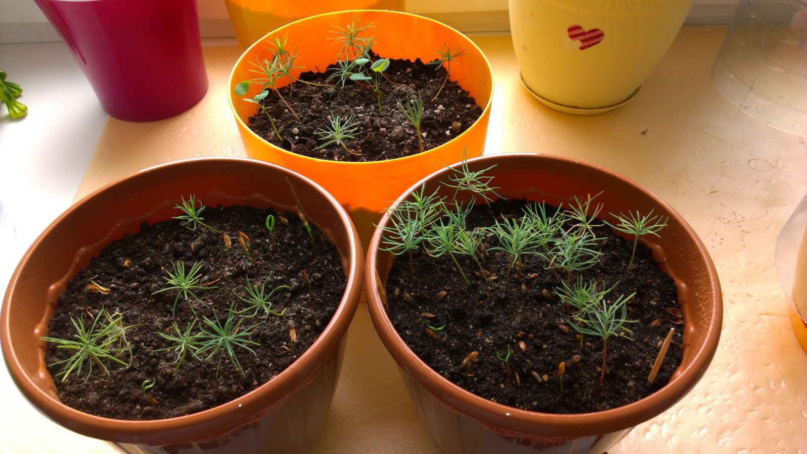 Green babies. - My, Seedling, Conifers, Thuja, Larch, Barberry, Pine, Description, Longpost