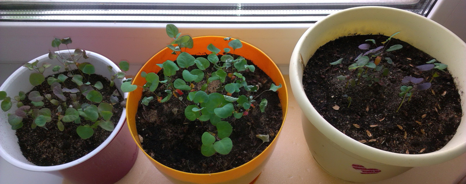 Green babies. - My, Seedling, Conifers, Thuja, Larch, Barberry, Pine, Description, Longpost