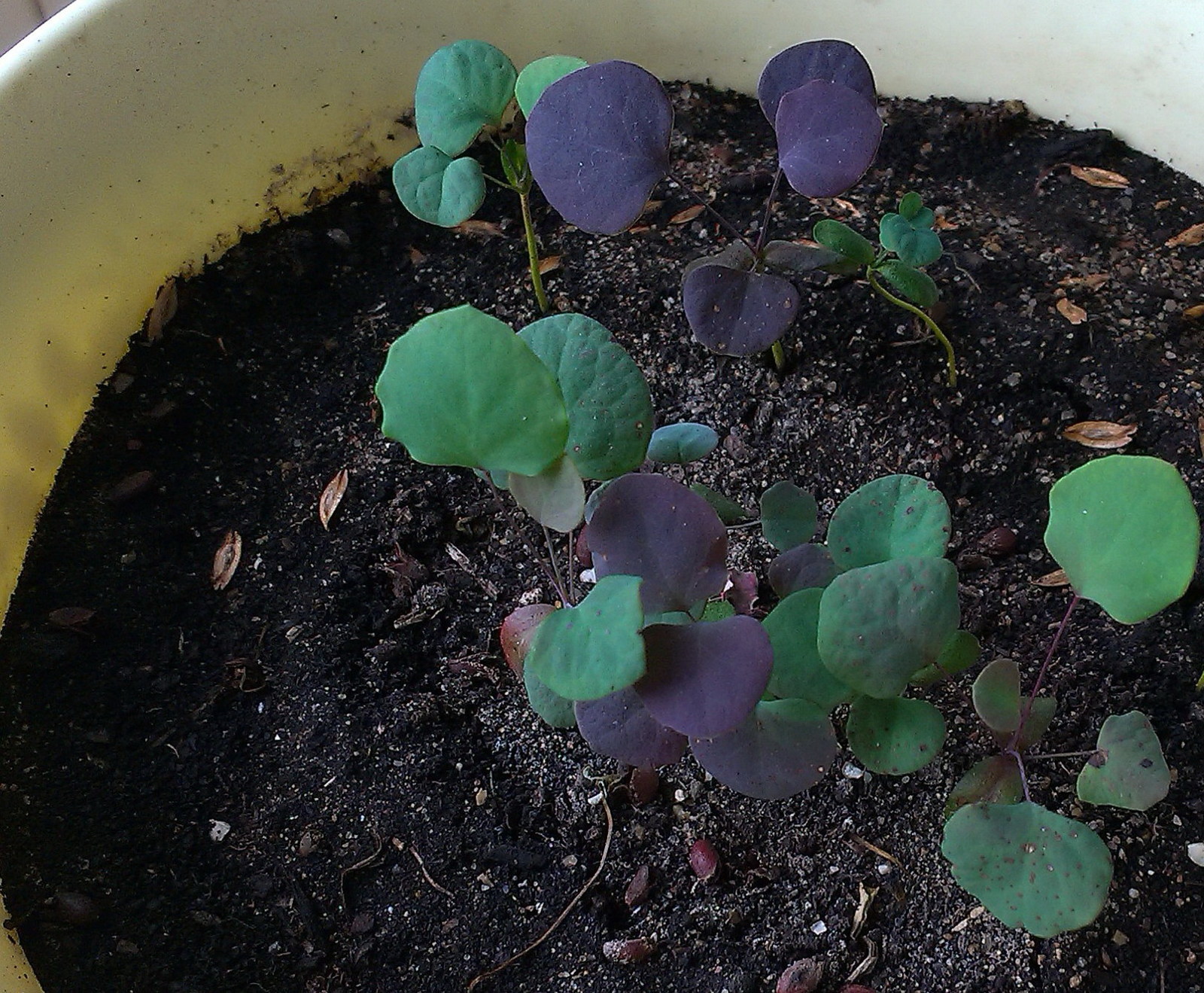 Green babies. - My, Seedling, Conifers, Thuja, Larch, Barberry, Pine, Description, Longpost