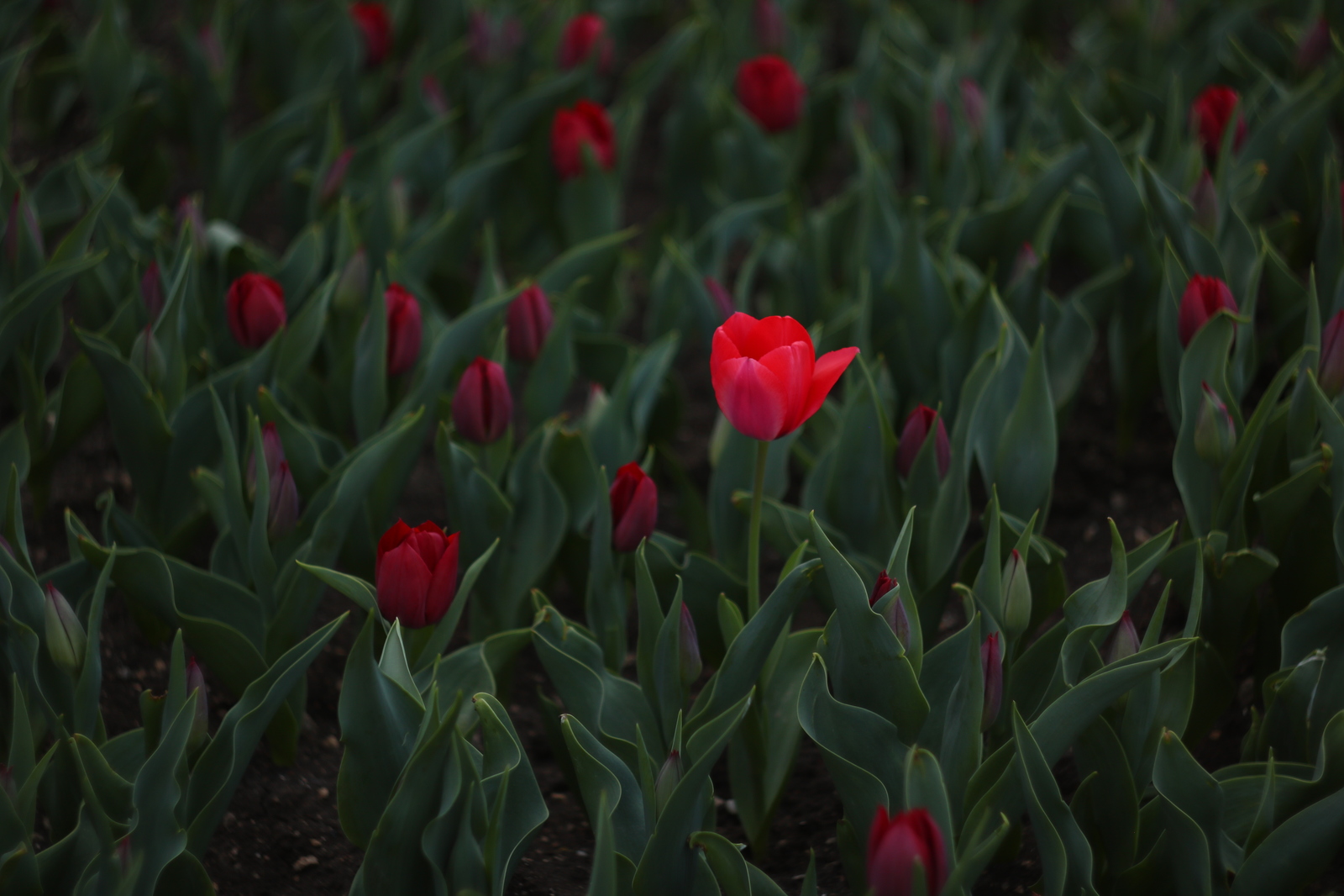 Upstart. - My, Tulips, Sevastopol, The photo