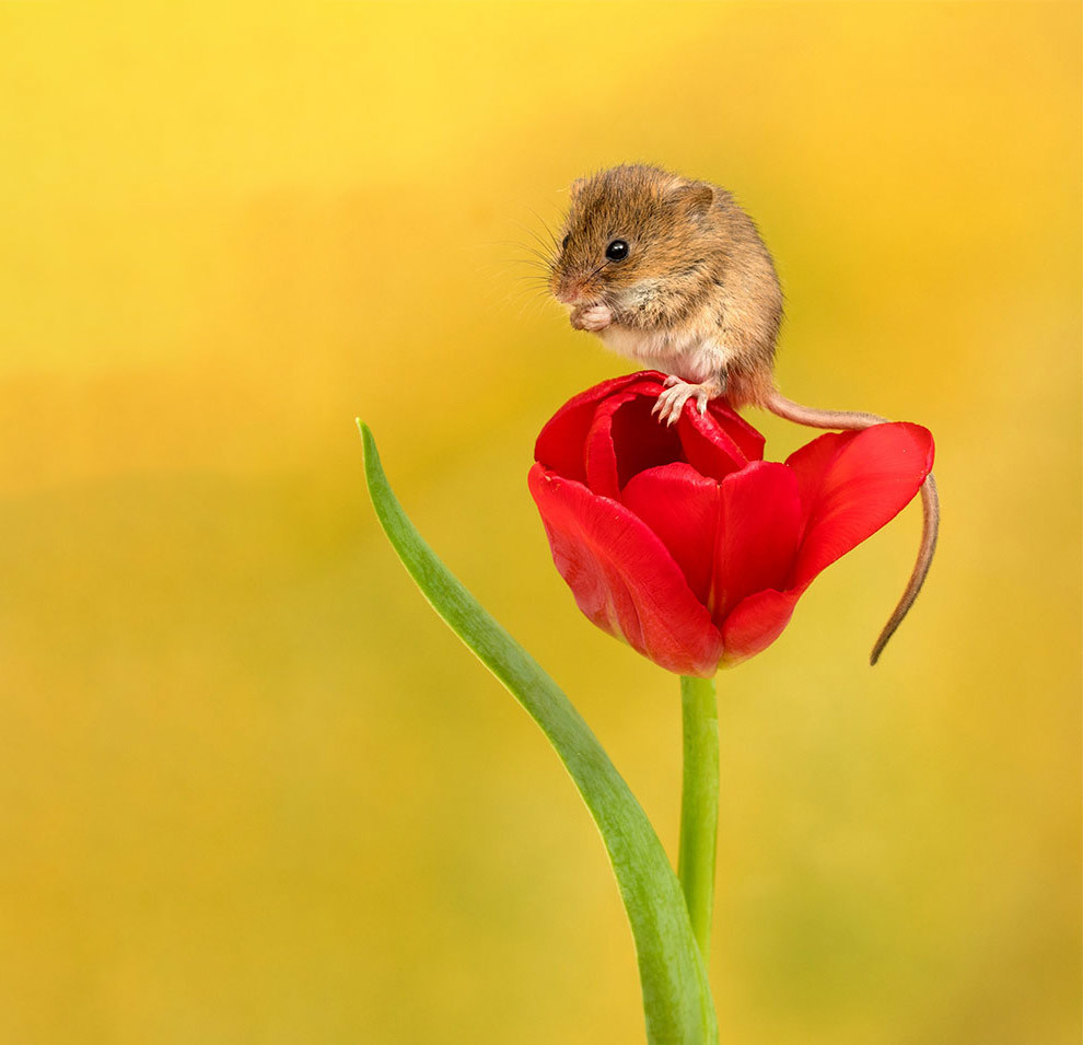 mice in tulips - Animals, Mouse, Flowers, Tulips, Milota, The photo, Longpost