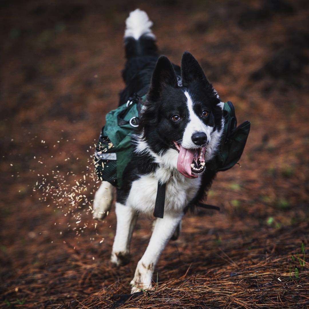 Three dogs with special backpacks help restore vegetation in the burned forests of Chile (4 photos) - Chile, Dog, Border Collie, Forest, Fire, Longpost