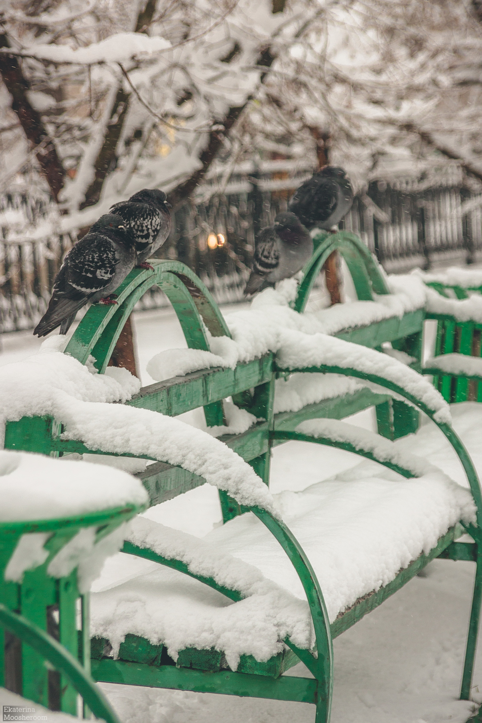 It was April - My, The photo, Pigeon, Winter, Snow, Yekaterinburg, Spring, Beginning photographer