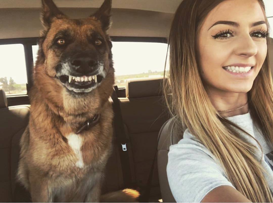 Let his wife drive - Dog, Woman driving