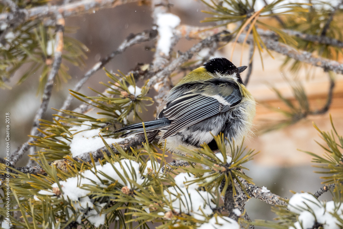 brain-eating - My, Birds, Tit, Video, Longpost