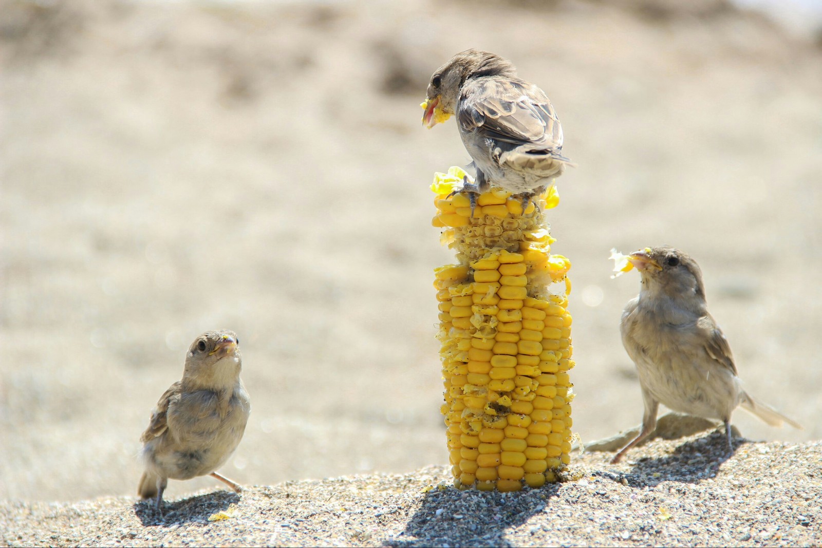 Sparrows - My, Canon, The photo, Sparrow, 