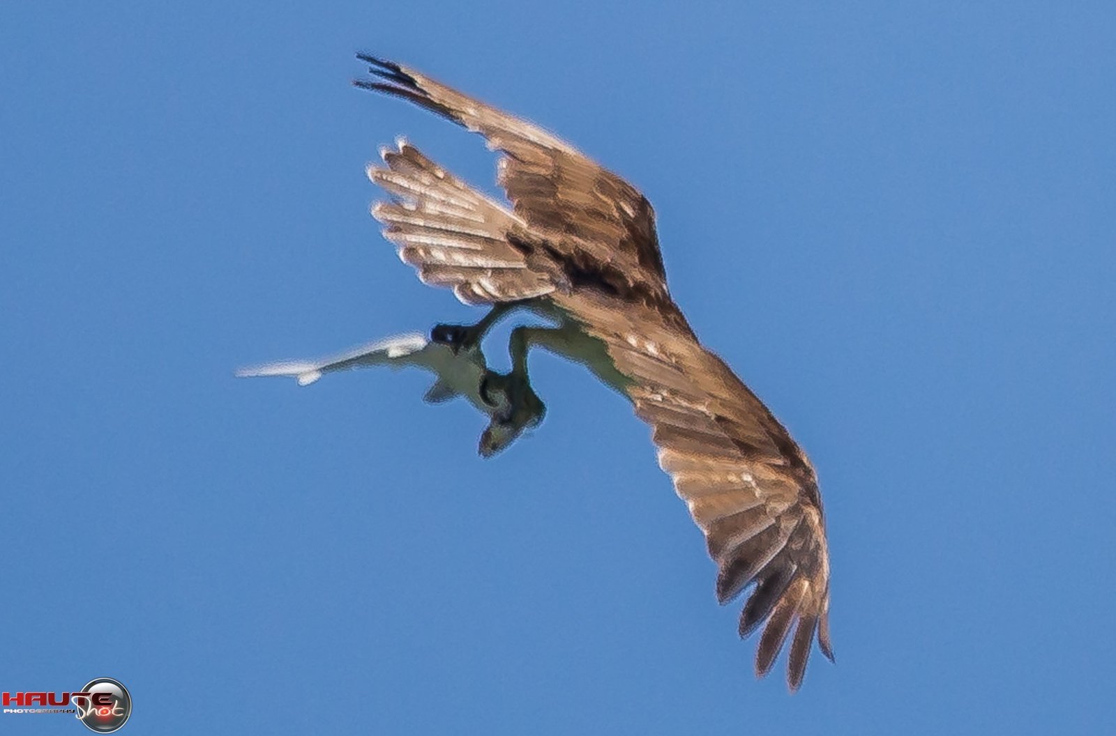 Prey eats prey that eats prey =) - Food chain, Animals, Shark, A fish, Birds, USA, Longpost