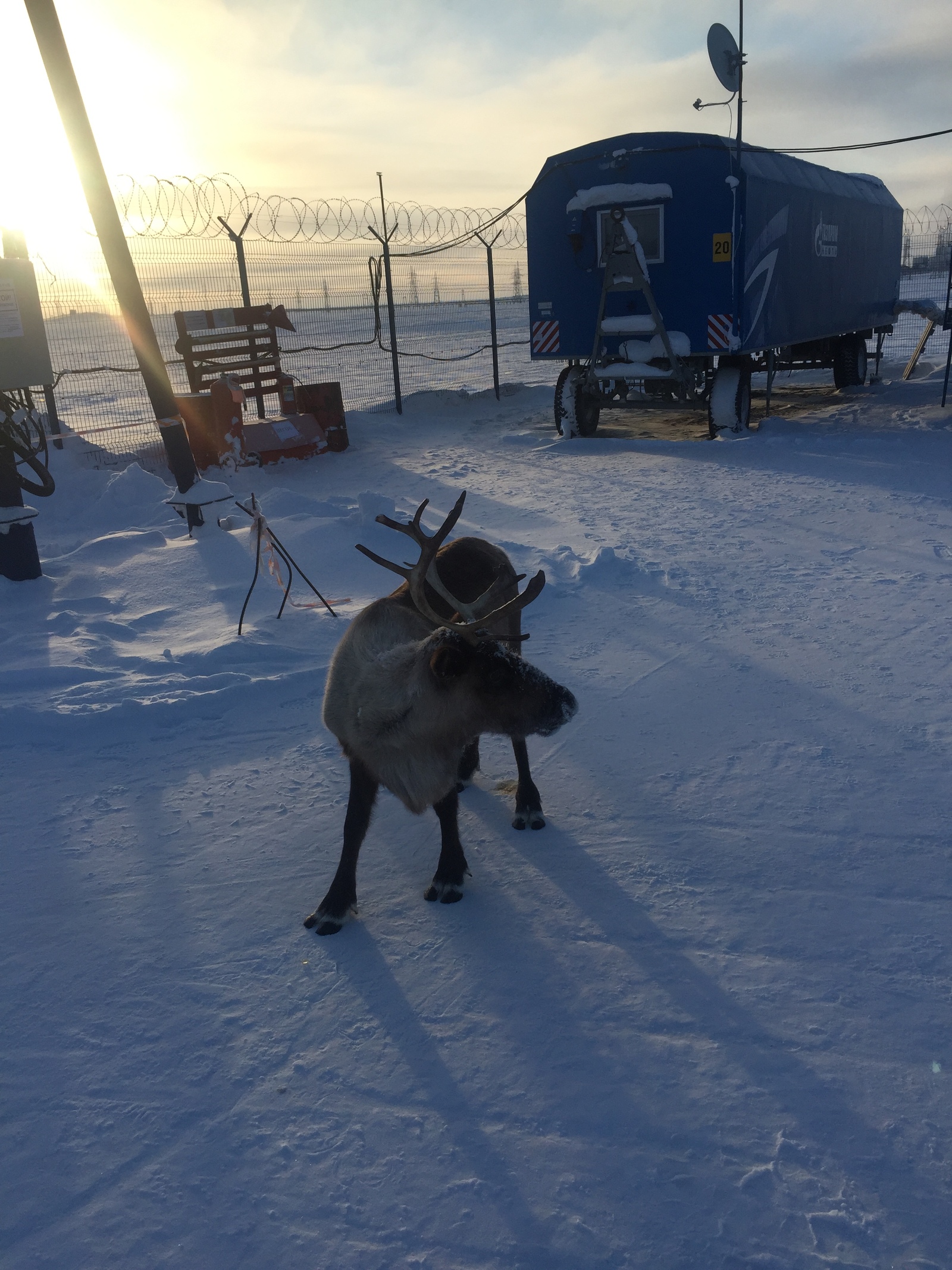 A reindeer came to the Rotational Camp in the middle of the tundra to take a picture! - My, Deer, Tundra, North, Novy Port, Khanty, Nature, Oil workers, Longpost, Deer