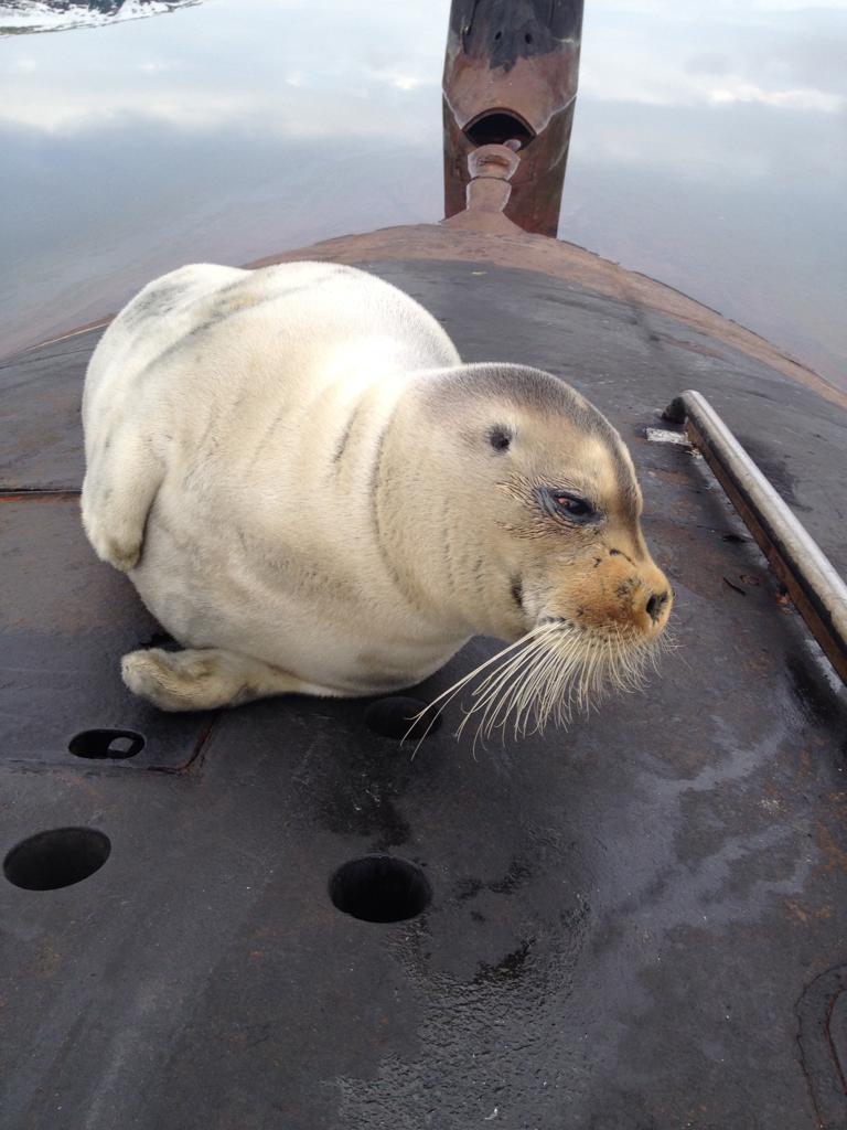 В гостях у подводников - ВМФ, Морской котик, Фотосессия, Океан, Подводная лодка, Россия, Длиннопост