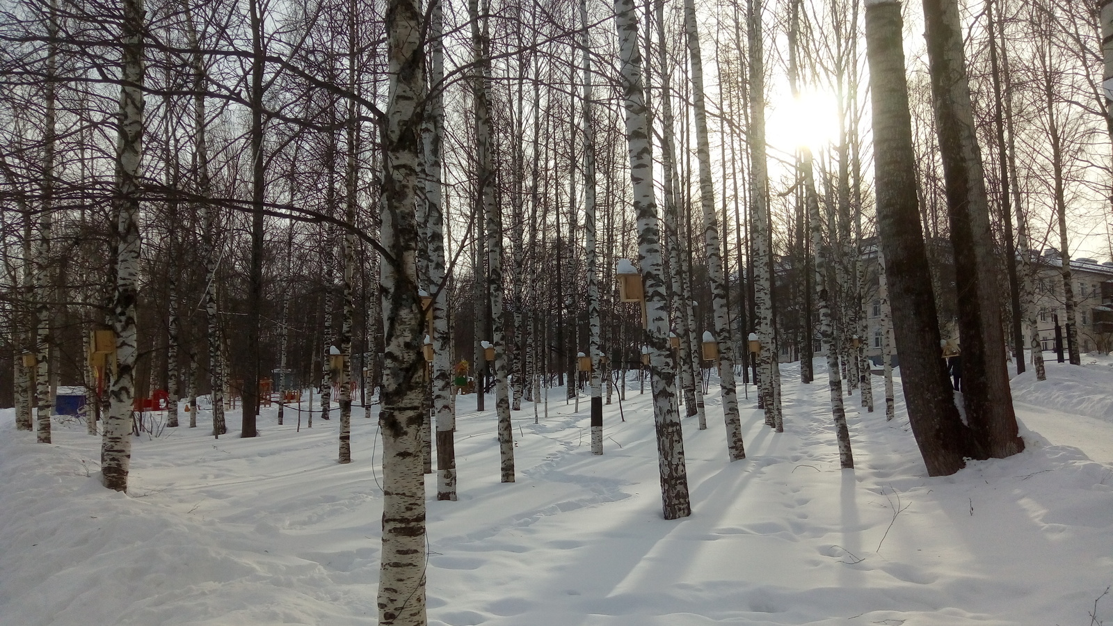 Birds are very fond of in Syktyvkar - My, Birds, Syktyvkar, Birdhouse, Animals