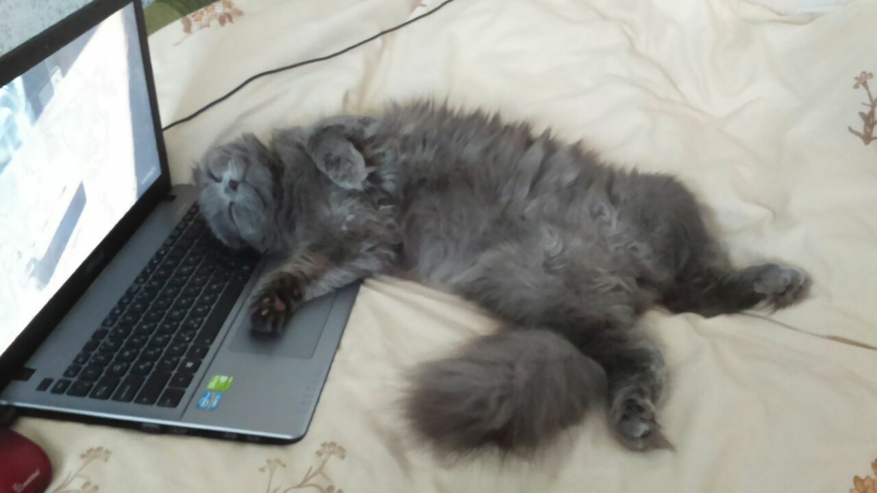 When he helped the hostess around the house all day, and at the end of the day he allowed himself to relax to his favorite TV series ...zzZ - My, cat, Relaxation