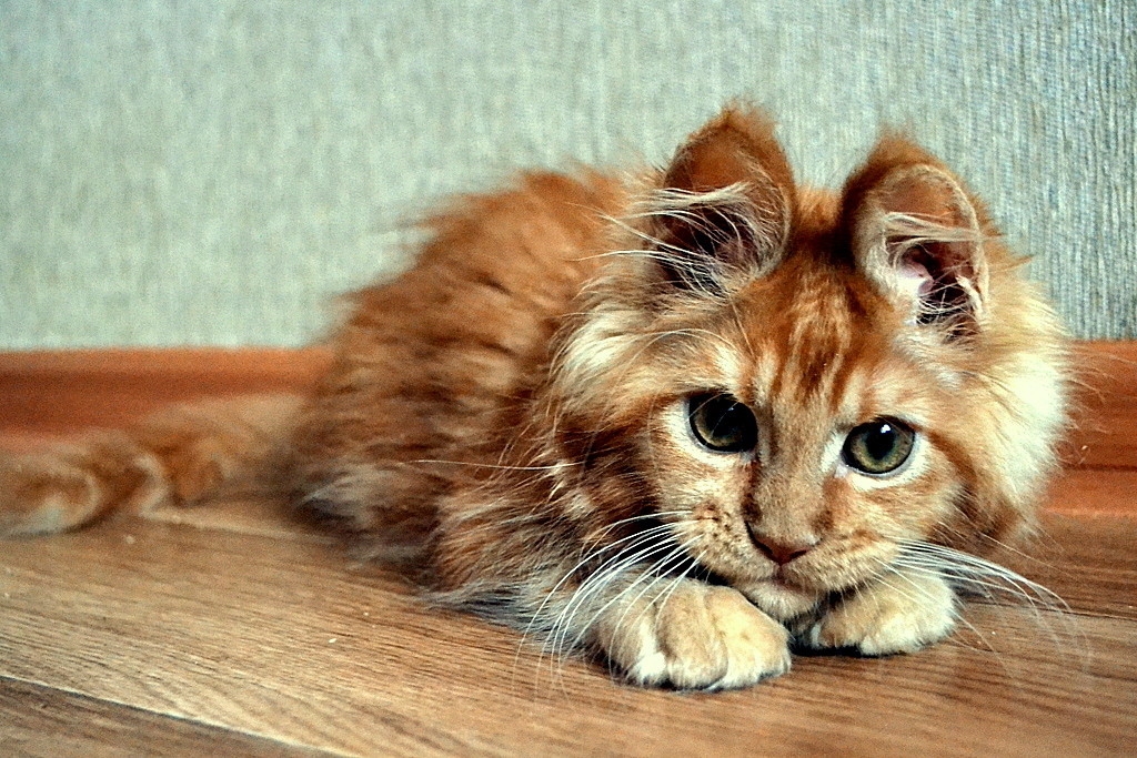 The kitty looks like a Christmas bunny - cat, Maine Coon, 