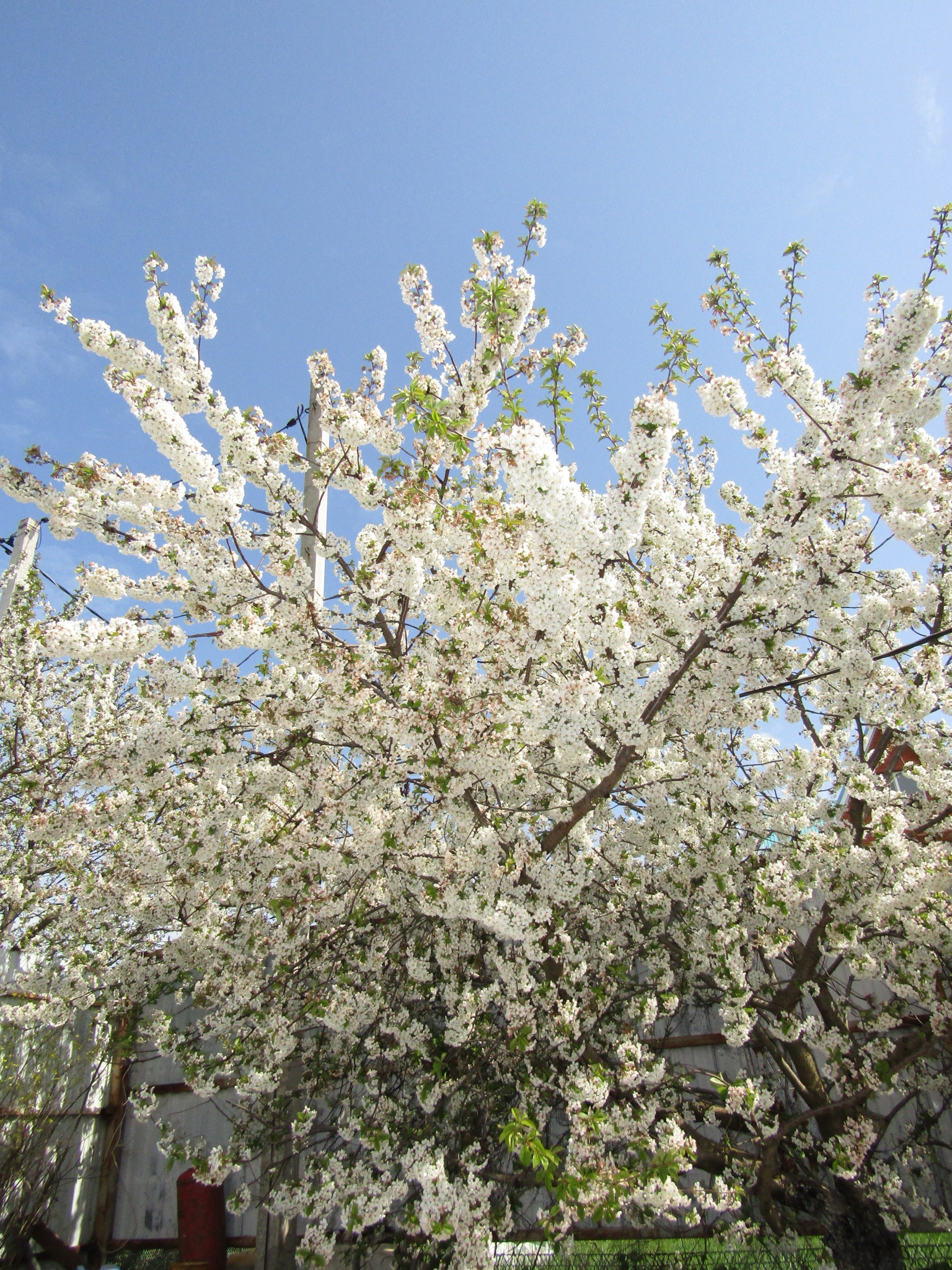 A little bit of spring and catness - My, cat, Spring, My, Nature, Longpost