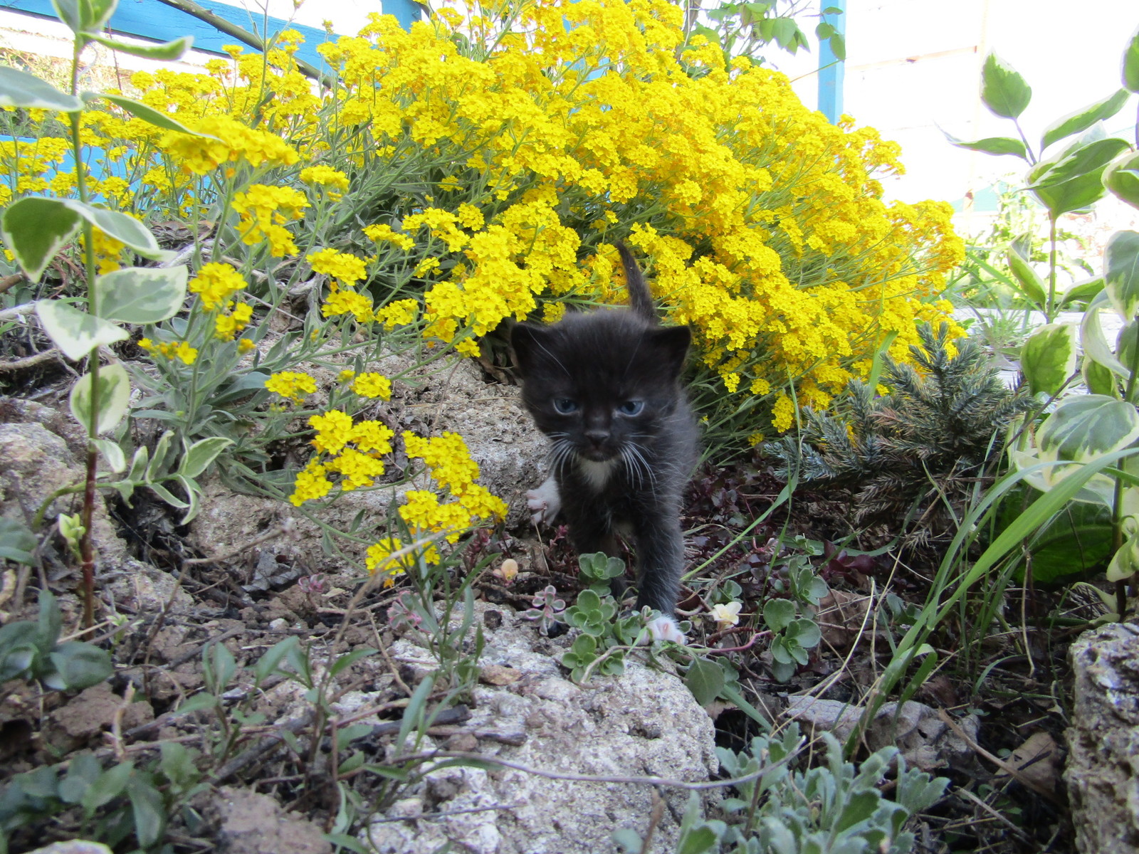 A little bit of spring and catness - My, cat, Spring, My, Nature, Longpost