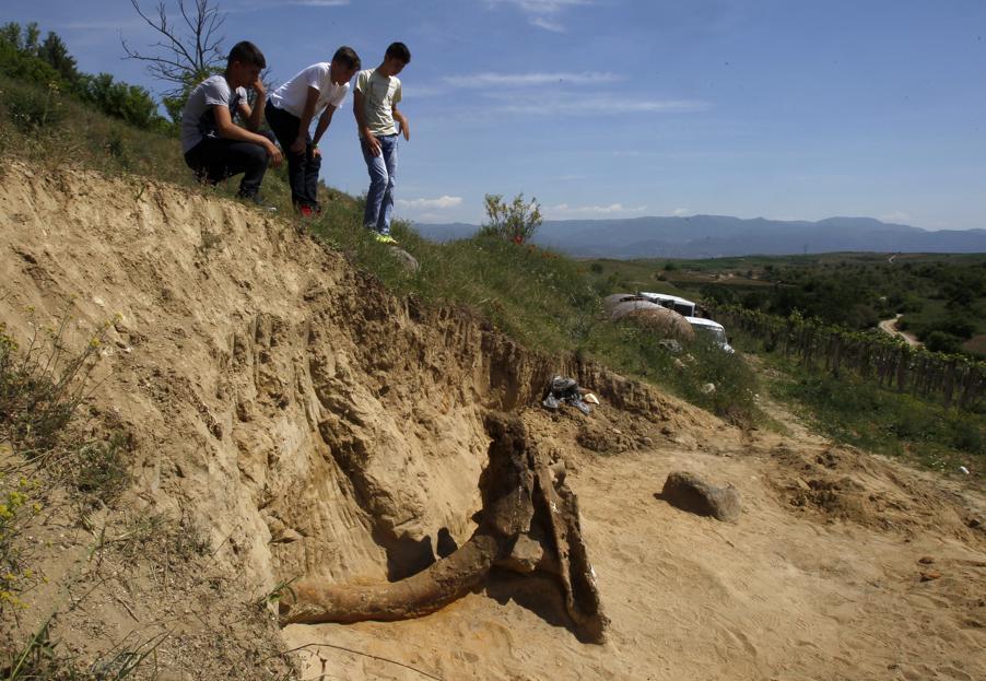 In Macedonia, found the remains of an elephant that roamed the local savannas eight million years ago - My, Paleontology, Elephants, Find, Animals, Longpost