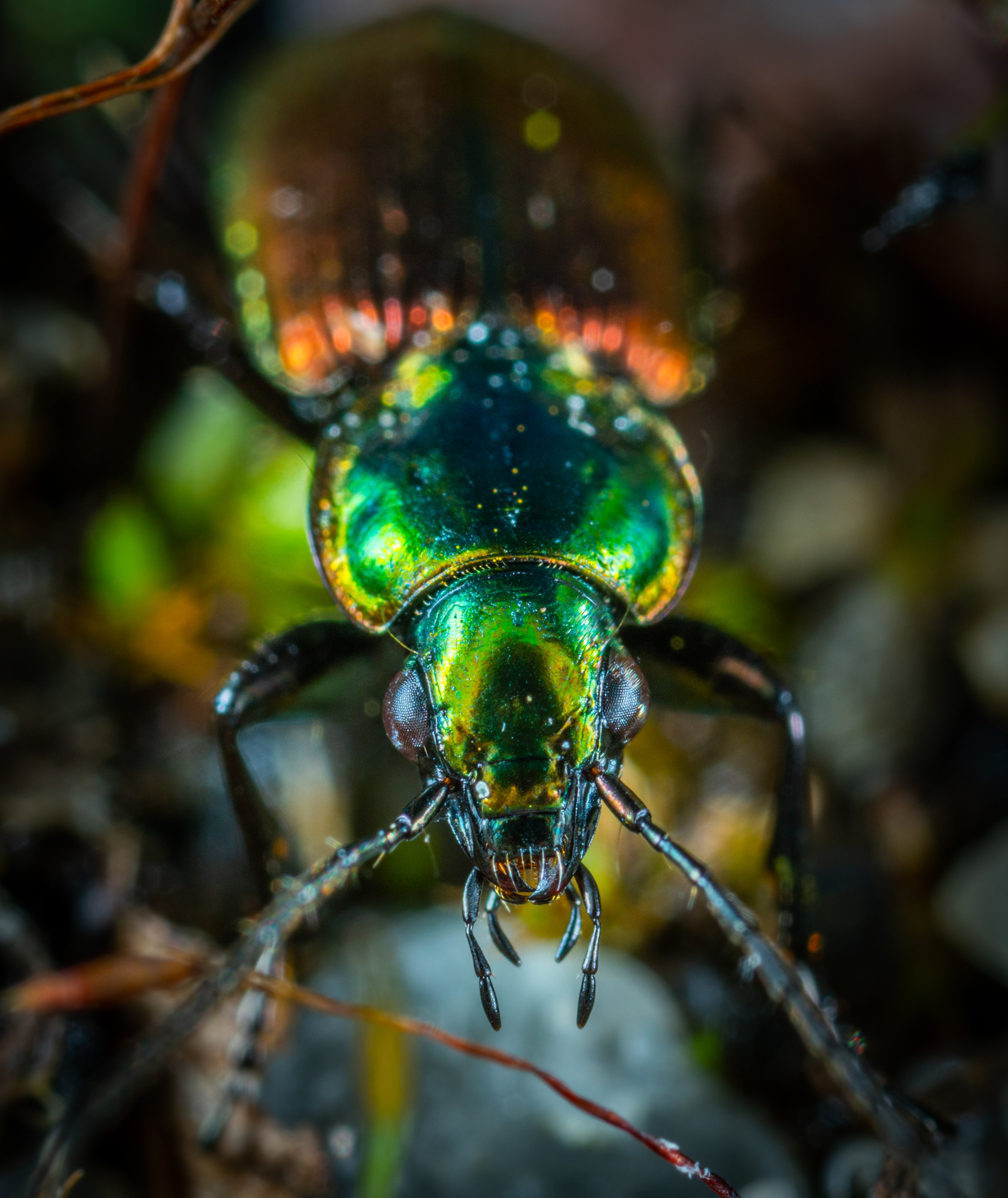 Carabus - My, Carabus, Жуки, Insects, , Mp-e 65 mm, Macro, Macrohunt, Macro photography