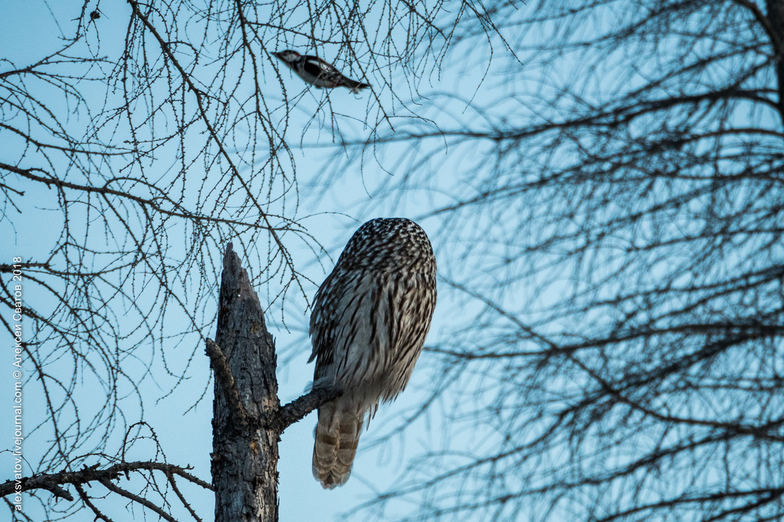 Tawny Owl - My, Birds, Owl, Long-tailed owl, Longpost