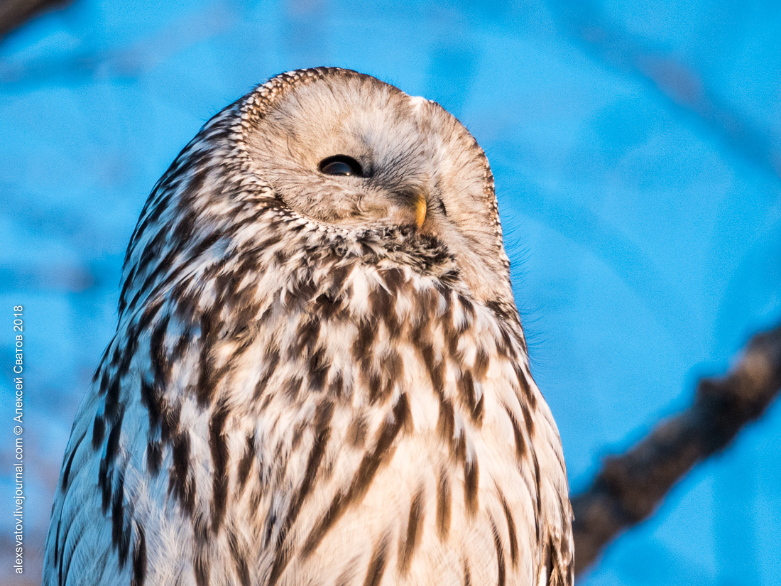 Tawny Owl - My, Birds, Owl, Long-tailed owl, Longpost