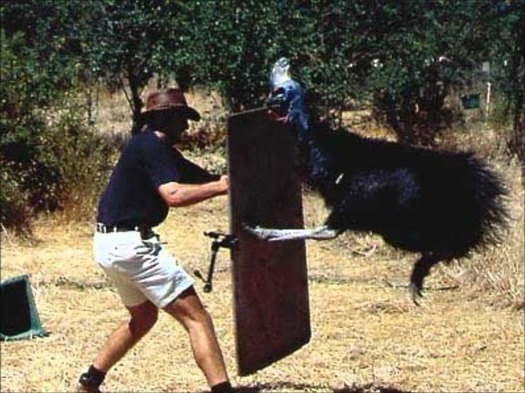 Kill with one left - Cassowary, Birds, Papua New Guinea, Australia, Longpost