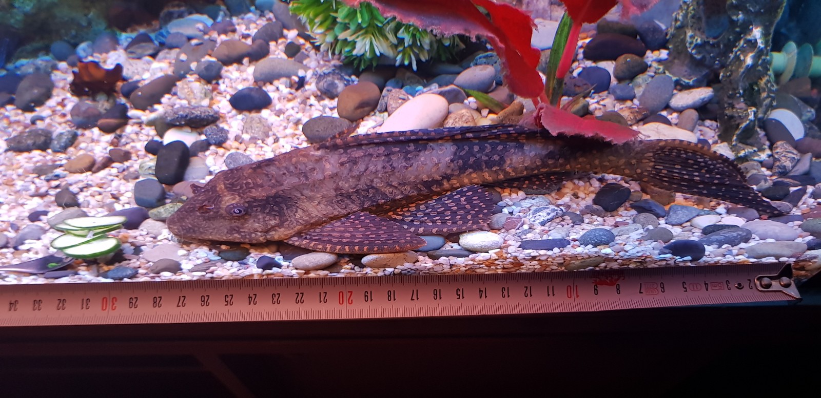 Pterygoplicht. - My, Aquarium, Aquarium, Aquarium fish, Pterigoplicht, Longpost