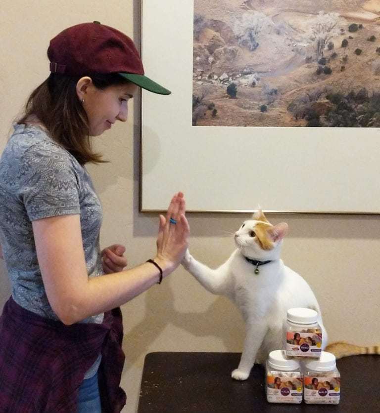 Gimme five, friend! - cat, High five, Trick, Education, Longpost