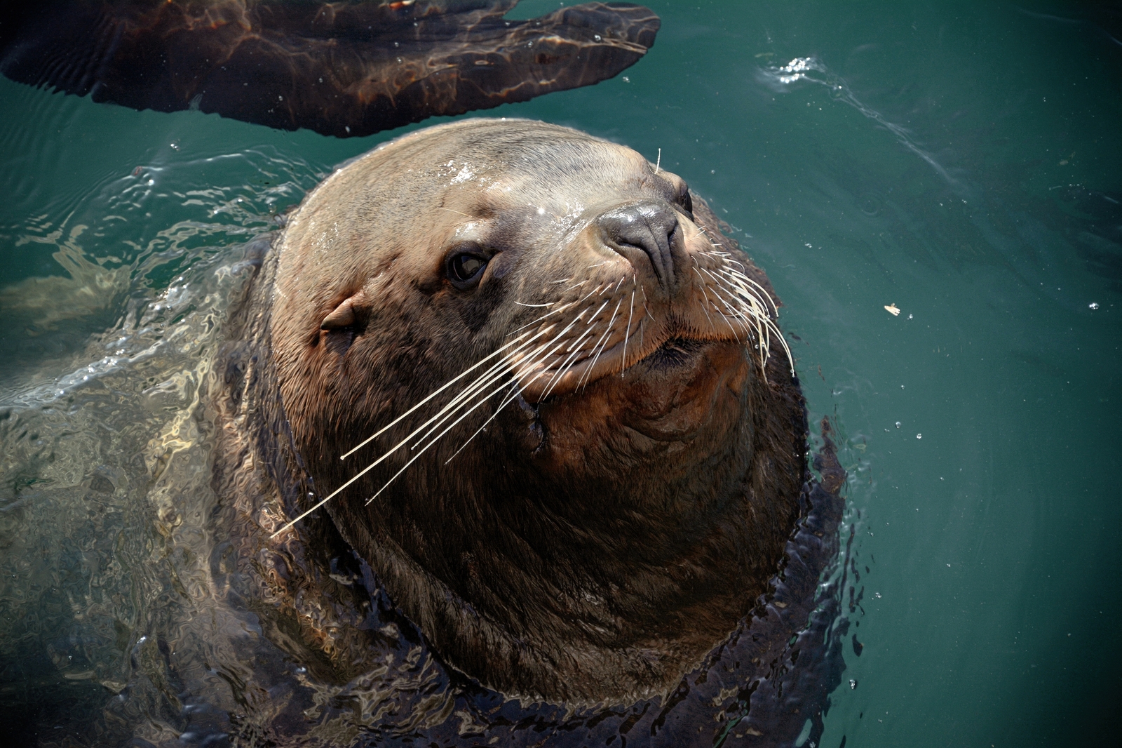 Sea lions - My, Kamchatka, Russia, wildlife, Animals, Sea lions, Sea lion, Rookery, Nikon, Longpost