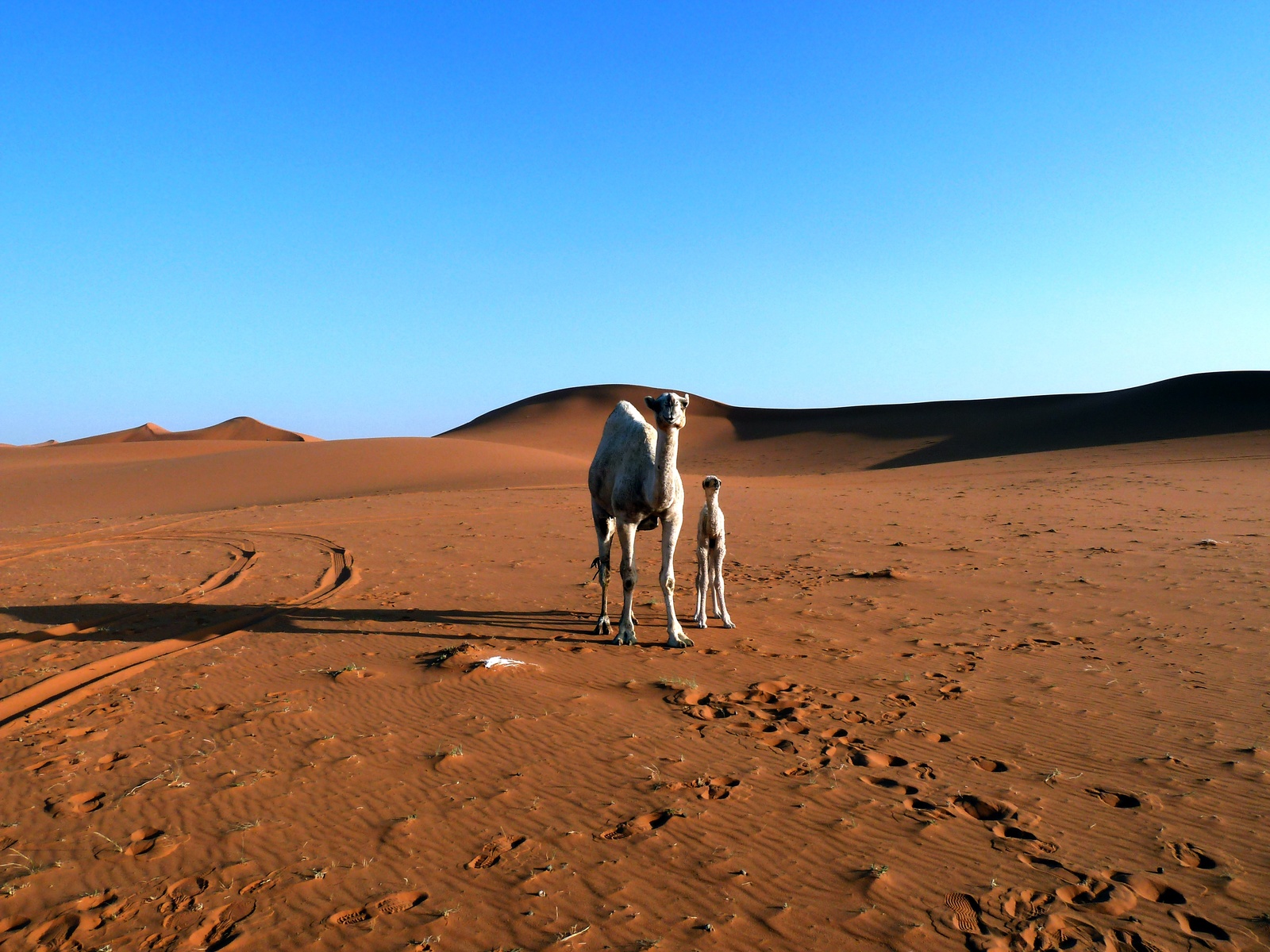 Red dunes are not Mars - My, Saudi Arabia, Desert, Landscape, , Travels, Longpost