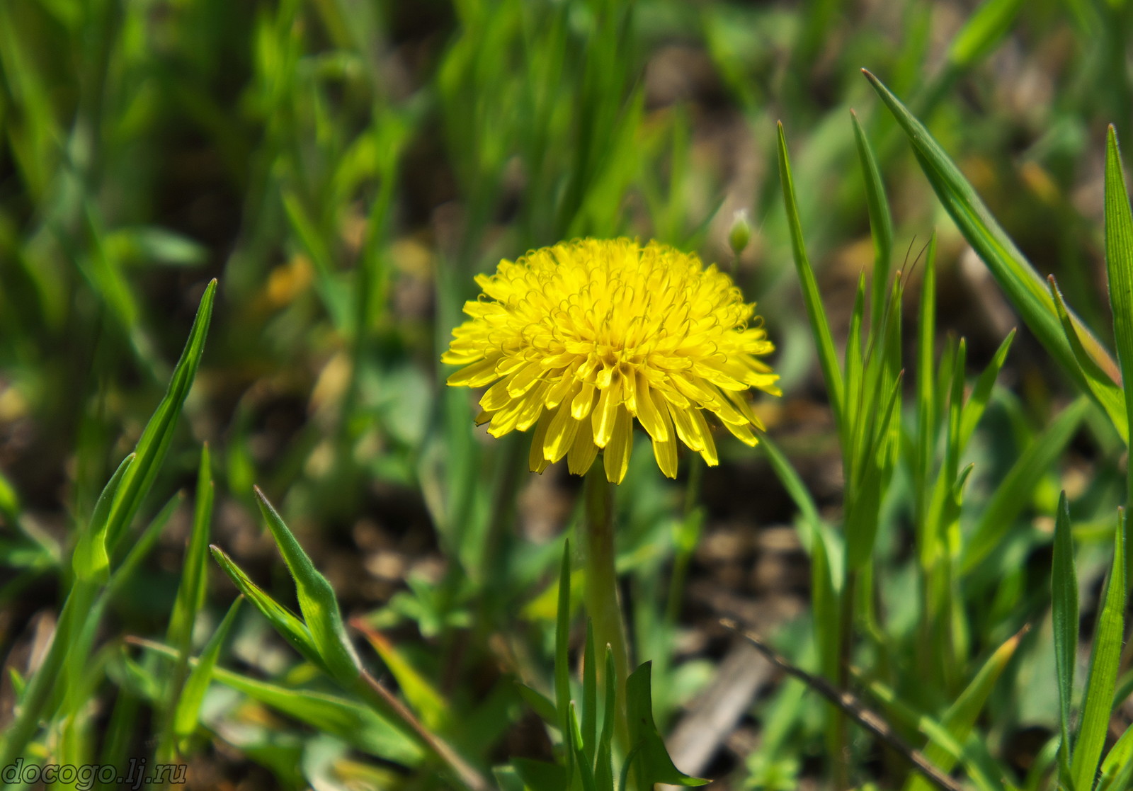 Red-handed spring turnout - My, Spring, Plague spring, Flowers, Kalach-on-Don, Longpost